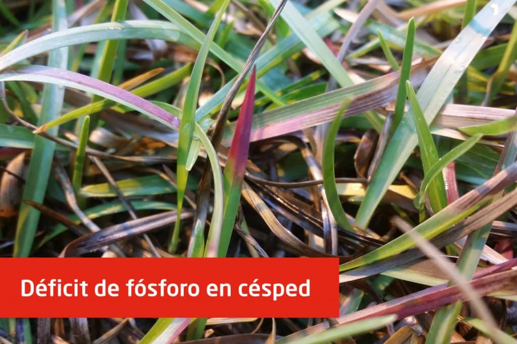 Phosphorus deficiency in agriculture as seen in grass
