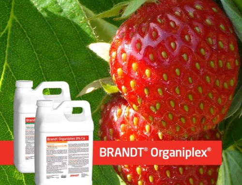 OrganiPlex, nueva gama ecológica que aumenta en un 10% el peso medio fresco por planta en tomate
