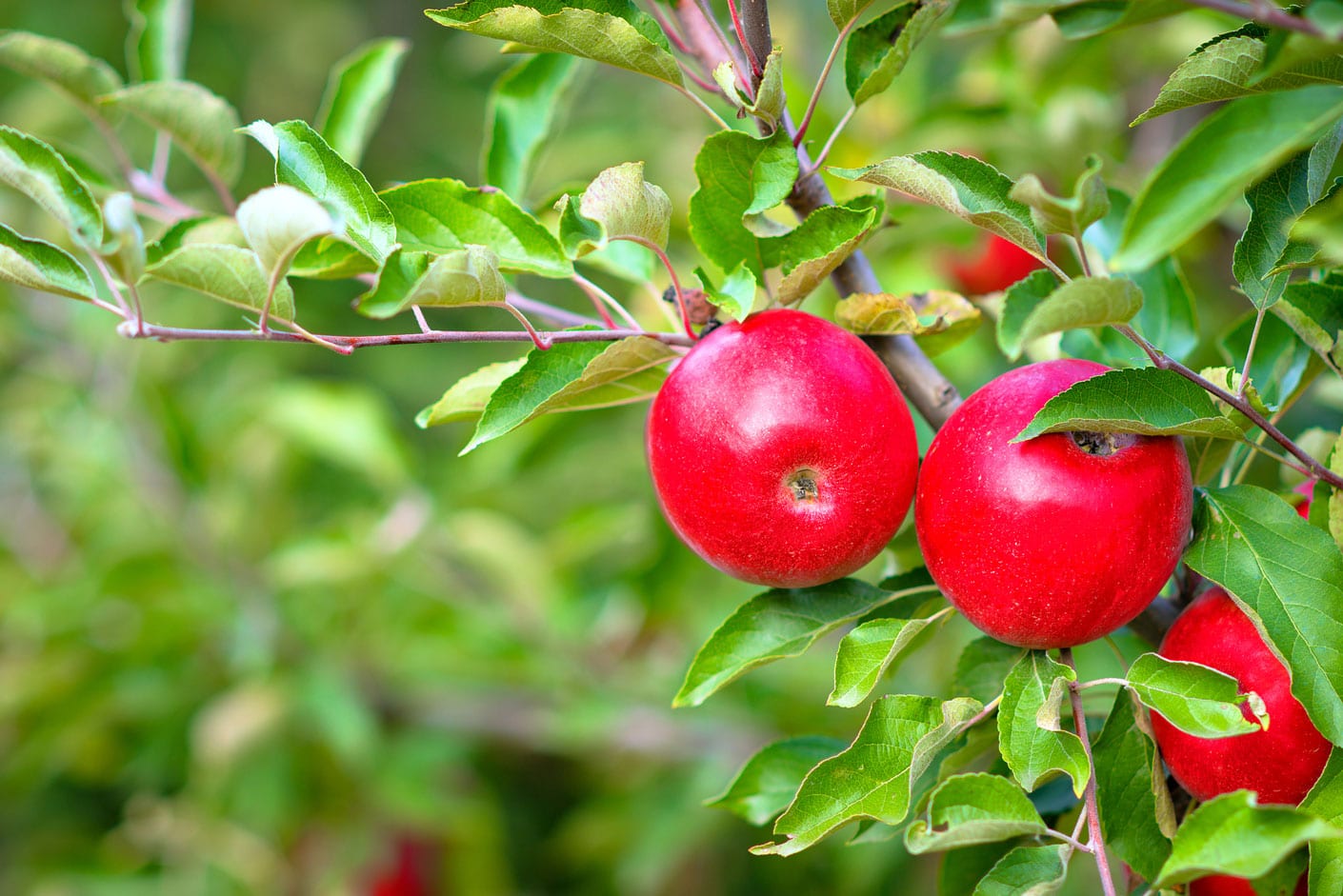 producto agrícola de manzanas en campo