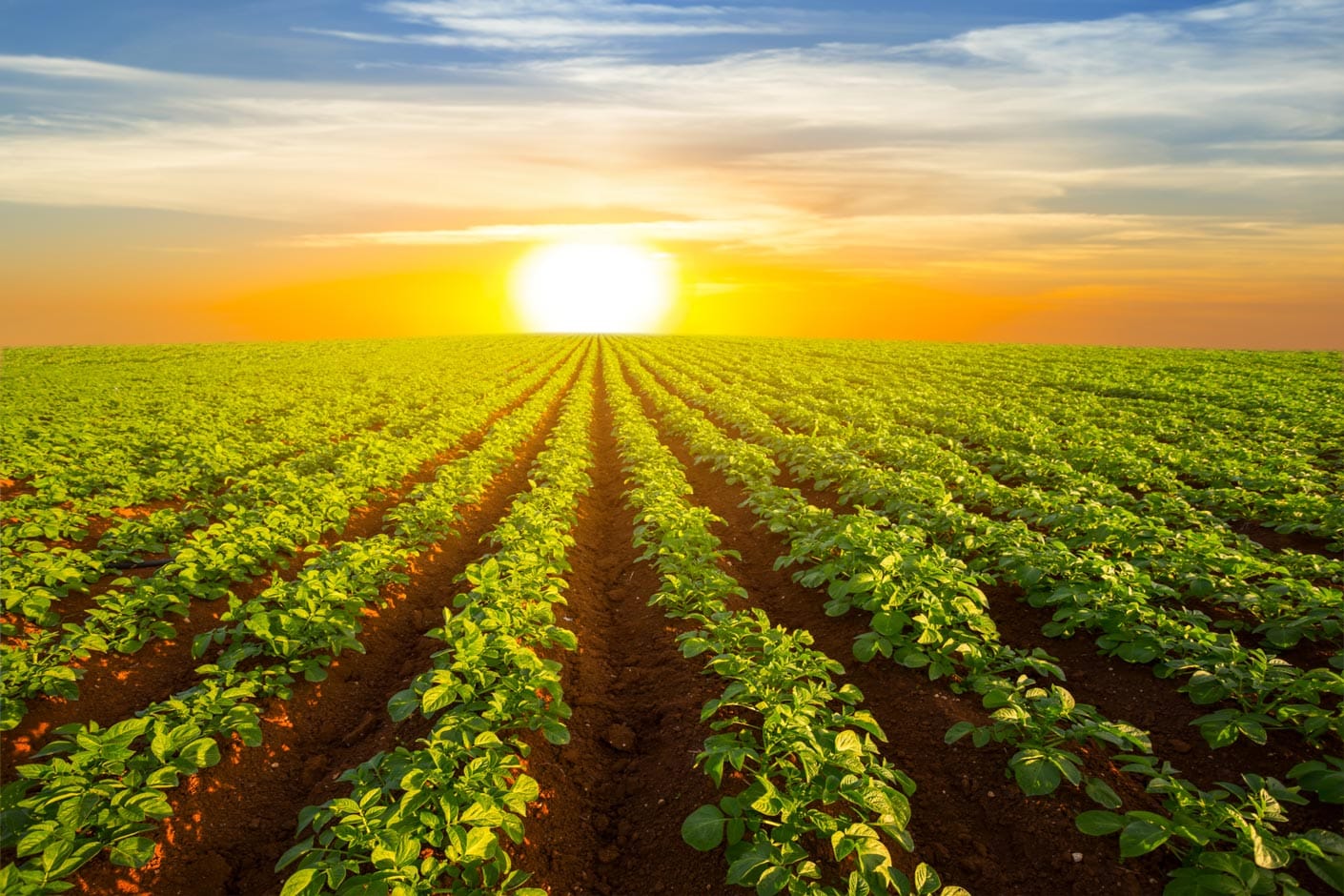 innovación de productos agrícolas aplicada en campo de patatas