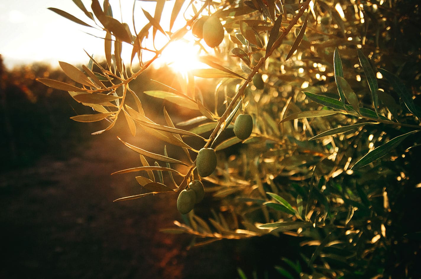 potasio y su importancia en el olivo