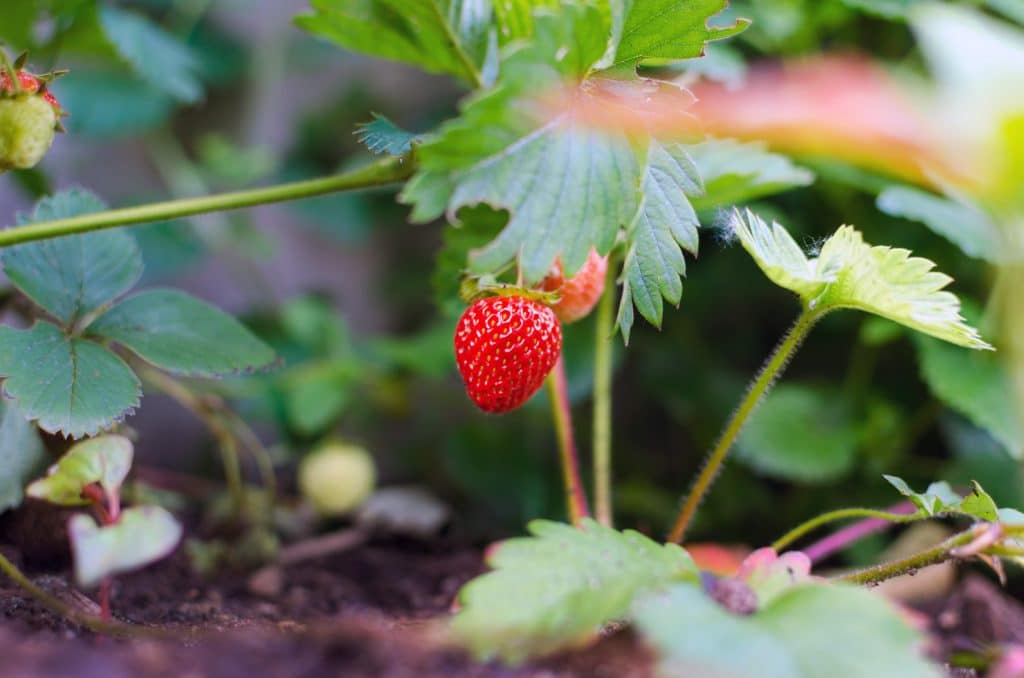 avantages de l'engrais pour votre fraisier