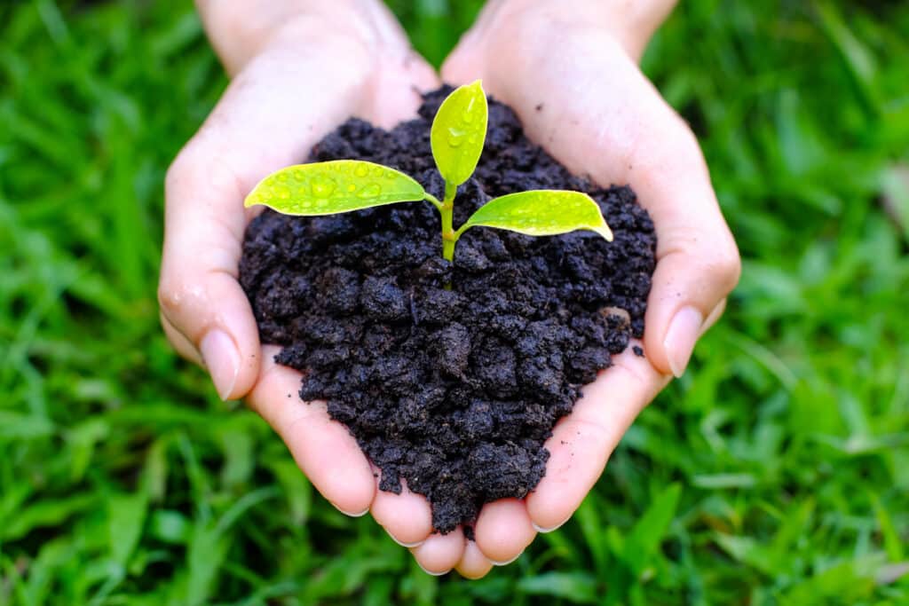 Hands with seedling resilient to climate change