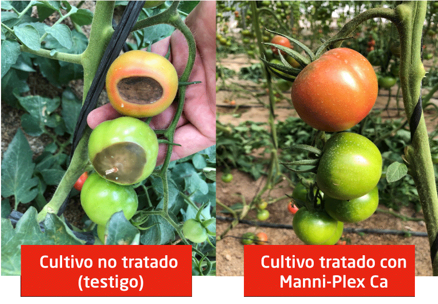 Cultivo de tomate tratado con el abono BRANDT Manni-Plex Ca