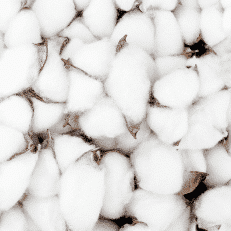 cotton growth