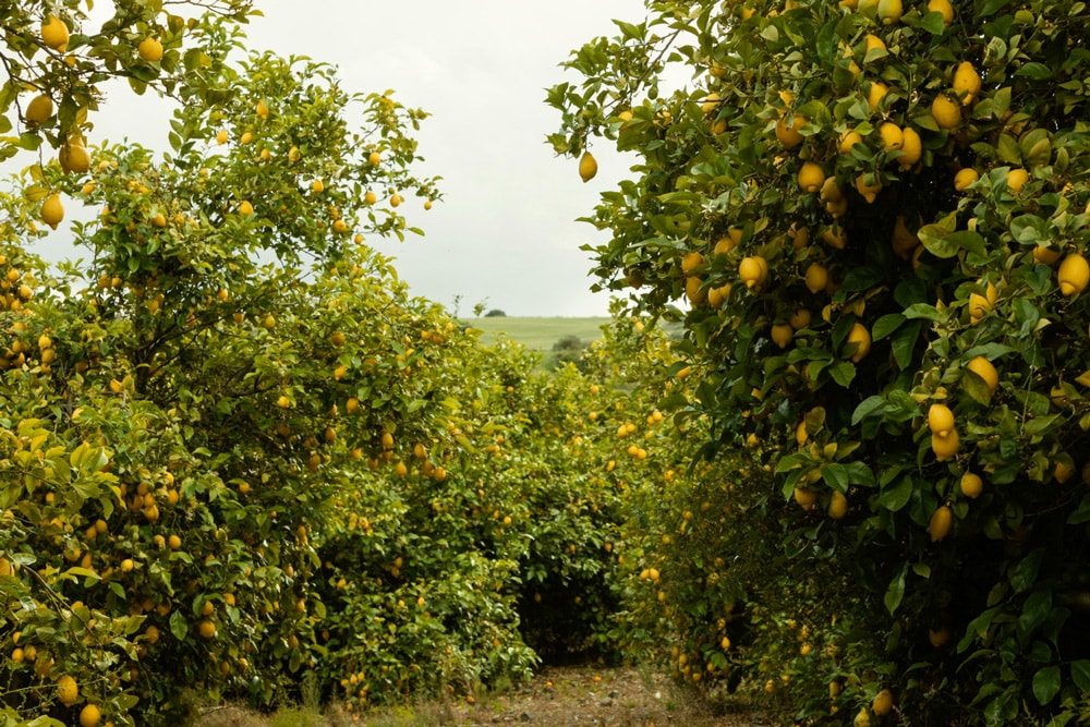 cultivo de limonero de abonado foliar