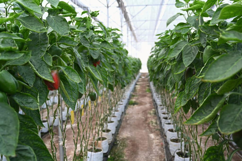 Protección de cultivos de pimientos frente al calor extremo