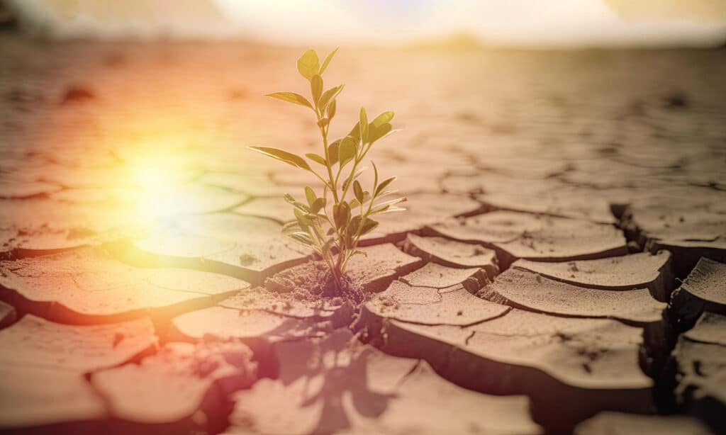 Suelo agrietado consecuencia del calor extremo