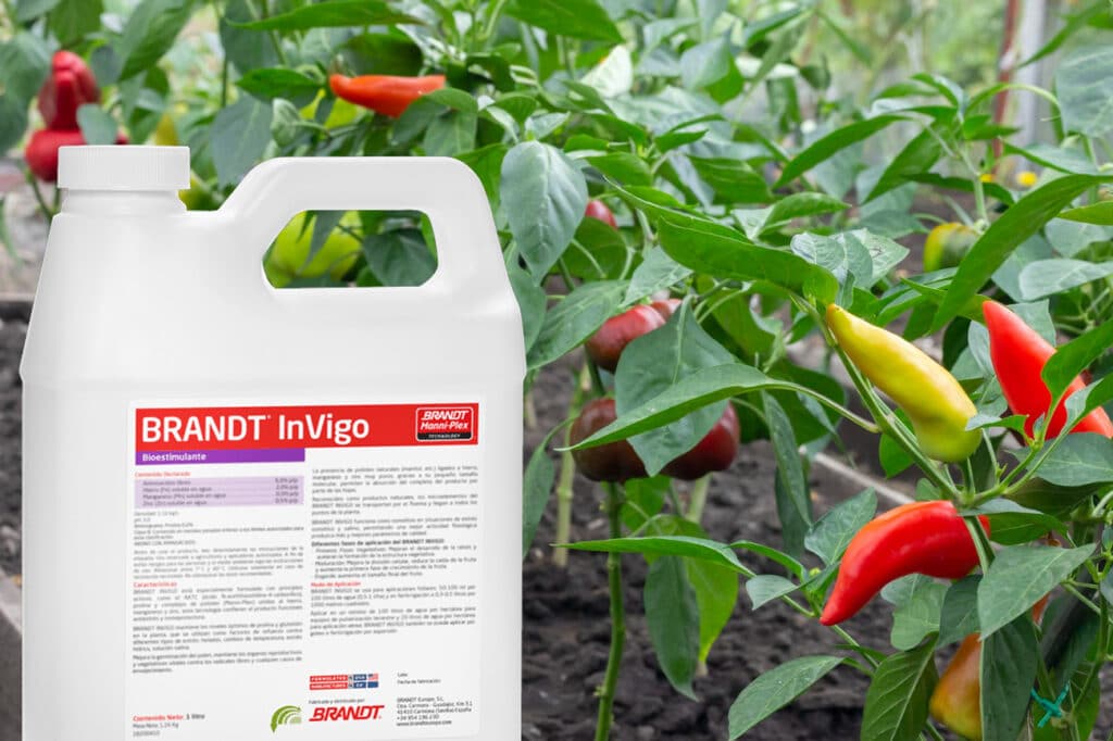 protección antioxidante de cultivos con BRANDT InVigo
