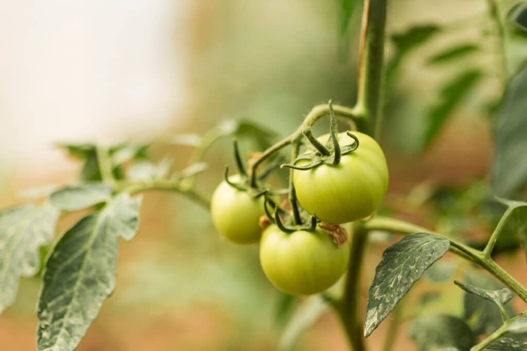 Glutatión como antioxidante en cultivos de tomate